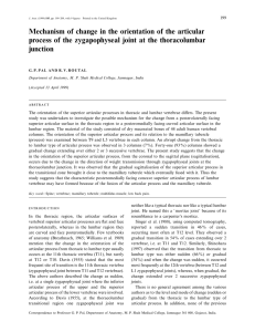 Mechanism of change in the orientation of the articular process of