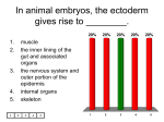 In animal embryos, the ectoderm gives rise to ______.