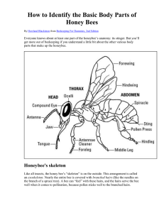 How to Identify the Basic Body Parts of Honey Bees - Fitz