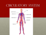 Circulatory System - Greater Atlanta Christian Schools