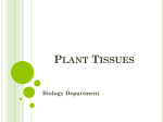 Plant Tissues