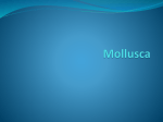 Mollusca - Net Start Class