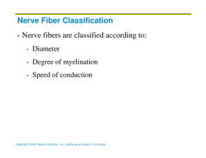 Nerve Fiber Classification Nerve fibers are classified according to: