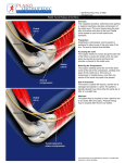 Radius Ulna Humerus Radial nerve Radius