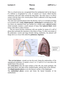 Lecture 4 Thorax د.رندعبداللطيف Pleura