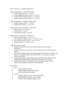 Mucles of the Leg * I included spinal levels