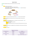 Digestive System Notes