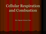 Cellular Respiration and Combustion