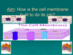 How does the structure of the cell membrane contribute to its function?