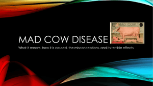 Mad Cow Disease