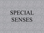 Senses PPT - Effingham County Schools