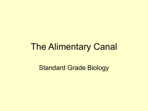 Alimentary Canal - World of Teaching