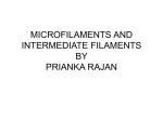 Chapter 19: Microfilaments and Intermediate Filaments