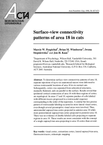 Surface-view connectivity patterns of area 18 in cats