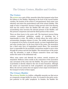 The Urinary Ureters, Bladder and Urethra