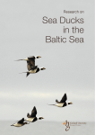 Sea Ducks in the Baltic Sea