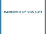 hypthalamus and pitutary glands
