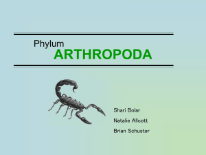 ARTHROPODA