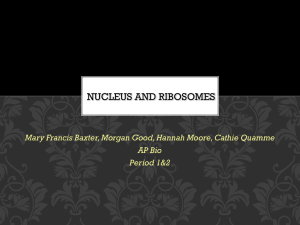 Nucleus and Ribosomes?!