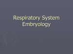 Respiratory System Embryology