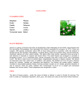 Acacia arabica CLASSIFICATION Kingdom: Plantae Order: Fabales