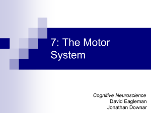 Eagleman Ch 7. The Motor System