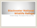 Blackwater National Wildlife Refuge