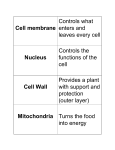 Cell membrane Controls what enters and leaves every cell Nucleus