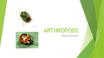 ARTHROPODS