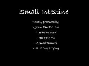 Small Intestine - Human Digestive System