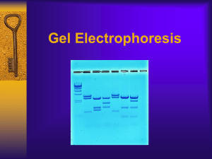 Gel Electrophoresis