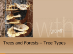 Trees and Forests – Tree Types