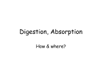 Ingestion, Digestion, Absorption