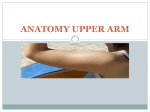 ANATOMY UPPER ARM