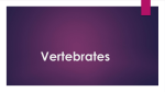 Vertebrates