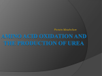 AMINO ACID OXIDATION AND THE PRODUCTION OF UREA