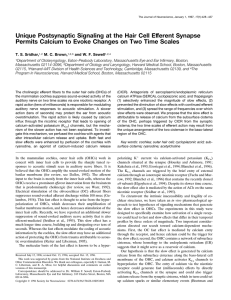 Unique Postsynaptic Signaling at the Hair Cell Efferent Synapse