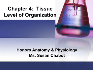 Chapter 4: Tissue Level of Organization