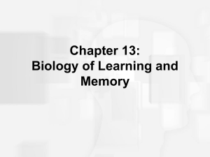 Learning, Memory, Amnesia, and Brain