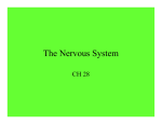 The Nervous System