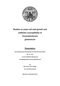 Studies on polar cell wall growth and antibiotic susceptibility of