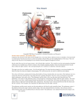 The Human Heart