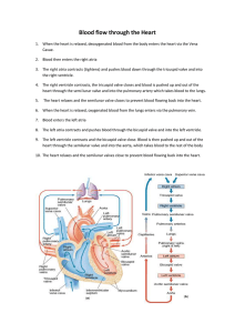 Blood flow through the Heart