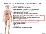 Tissues: Groups of cells similar in structure and function