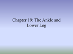 Chapter 19: The Ankle and Lower Leg