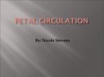 Foetal circulation
