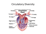 Circulatory Diversity