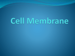 Cell Membrane - Seekonk High School