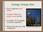 Ecology: Energy Flow - Austin High biology