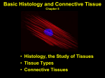 Cells of Connective Tissues